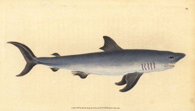 Porbeagle, Lamna nasus. Haavoittuvainen. (Porbeagle hai, Squalus cornubicus). Käsinvärinen kuparilevy, jonka on piirtänyt ja kaivertanut Edward Donovan teoksestaan Natural History of British Fishes, Donovan and F.C. ja J. Rivington, Lontoo tekijältä Edward Donovan