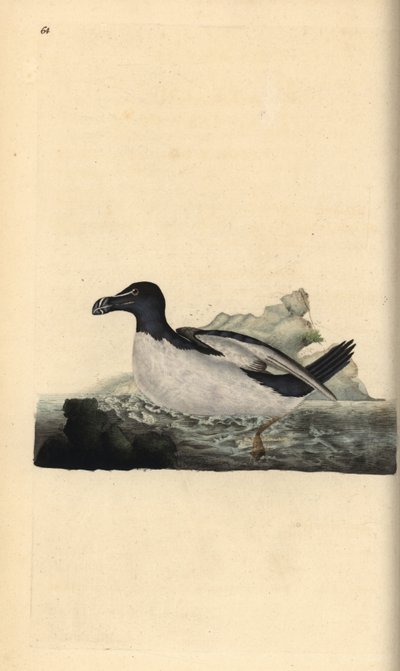 Razorbill, Alca torda. Käsinvärinen kuparilevy, jonka on piirtänyt ja kaivertanut Edward Donovan omasta "British Birds -luonnonhistoriastaan", Lontoossa tekijältä Edward Donovan