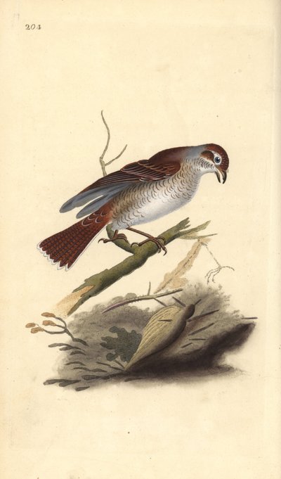 Punaselkäristikko (naaras), Lanius collurio. Käsinvärinen kuparilevy, jonka on piirtänyt ja kaivertanut Edward Donovan omasta "British Birds -luonnonhistoriastaan", Lontoossa tekijältä Edward Donovan