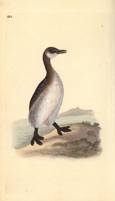 Punakaulavire (naaras), Podiceps grisegena. Käsinvärinen kuparilevy, jonka on piirtänyt ja kaivertanut Edward Donovan omasta "British Birds -luonnonhistoriastaan", Lontoossa tekijältä Edward Donovan