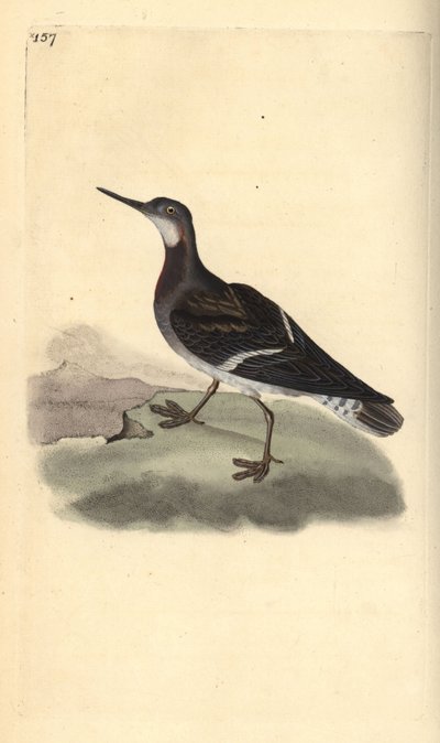 Punakaulainen phalarope, Phalaropus lobatus. Käsinvärinen kuparilevy, jonka on piirtänyt ja kaivertanut Edward Donovan omasta "British Birds -luonnonhistoriastaan", Lontoossa tekijältä Edward Donovan