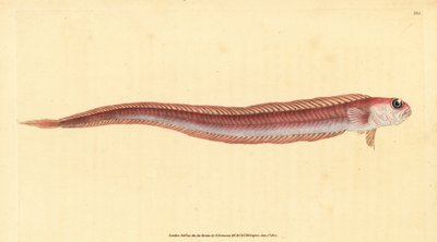 Punainen nauhakala, Cepola macrophthalma (Rubescent band-fish, Cepola rubescens). Käsinvärinen kuparilevy, jonka on piirtänyt ja kaivertanut Edward Donovan teoksestaan Natural History of British Fishes, Donovan and F.C. ja J. Rivington, Lontoo tekijältä Edward Donovan