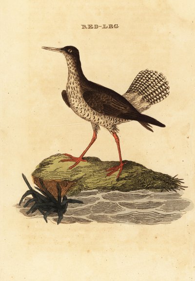 Punainen varsi, Tringa totanus tekijältä Edward Donovan