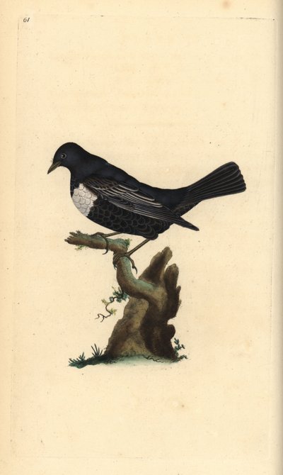 Ring ouzel, Turdus torquatus. Käsinvärinen kuparilevy, jonka on piirtänyt ja kaivertanut Edward Donovan omasta "British Birds -luonnonhistoriastaan", Lontoossa tekijältä Edward Donovan