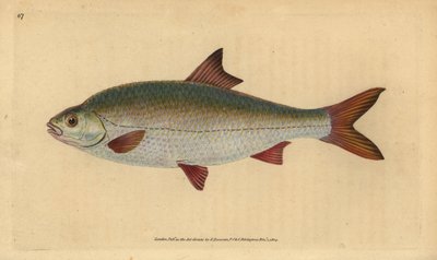 Särki, Rutilus rutilus (Cyprinus ritulus). Käsinvärinen kuparilevy, jonka on piirtänyt ja kaivertanut Edward Donovan teoksestaan Natural History of British Fishes, Donovan and F.C. ja J. Rivington, Lontoo tekijältä Edward Donovan