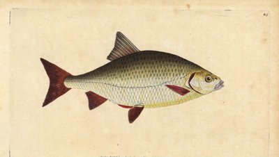 Rudd, Scardinius erythrophthalmus (Red eye, Cyprinus erythrophthalmus). Käsinvärinen kuparilevy, jonka on piirtänyt ja kaivertanut Edward Donovan teoksestaan Natural History of British Fishes, Donovan and F.C. ja J. Rivington, Lontoo tekijältä Edward Donovan