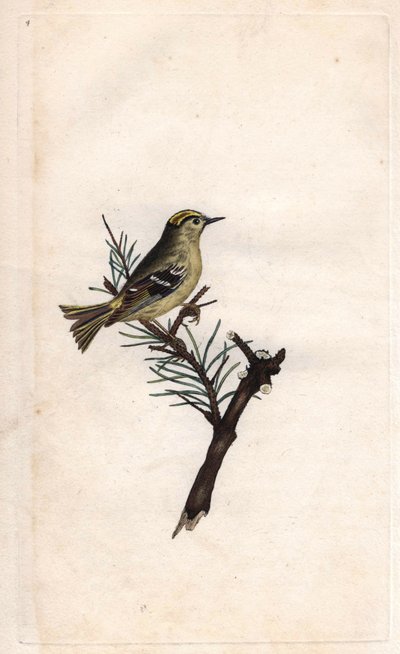 Ruppe kuningas. Regulus regulus (Motacilla regulus). Edward Donovanin (1768-1837) kuparikaiverrus, julkaistu Natural History of British Birdsissä, Lontoossa tekijältä Edward Donovan