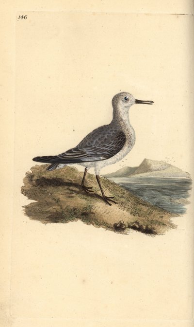 Sanderling, Calidris alba. Käsinvärinen kuparilevy, jonka on piirtänyt ja kaivertanut Edward Donovan omasta "British Birds -luonnonhistoriastaan", Lontoossa tekijältä Edward Donovan