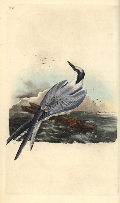 Voileipätiira, Thalasseus sandvicensis. Käsinvärinen kuparilevy, jonka on piirtänyt ja kaivertanut Edward Donovan omasta "British Birds -luonnonhistoriastaan", Lontoossa tekijältä Edward Donovan
