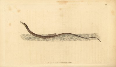 Sargassum pipefish tai pelaginen piippukala. Käsinvärinen kuparilevy, jonka on piirtänyt ja kaivertanut Edward Donovan teoksestaan Natural History of British Fishes, Donovan and F.C. ja J. Rivington, Lontoo tekijältä Edward Donovan