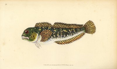 Shanny, Lipophrys pholis (Smooth blenny, Blennius pholis). Käsinvärinen kuparilevy, jonka on piirtänyt ja kaivertanut Edward Donovan teoksestaan Natural History of British Fishes, Donovan and F.C. ja J. Rivington, Lontoo tekijältä Edward Donovan