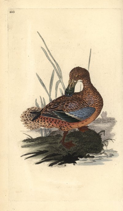 Lapioankka (naaras), Anas clypeata. Käsinvärinen kuparilevy, jonka on piirtänyt ja kaivertanut Edward Donovan omasta "British Birds -luonnonhistoriastaan", Lontoossa tekijältä Edward Donovan