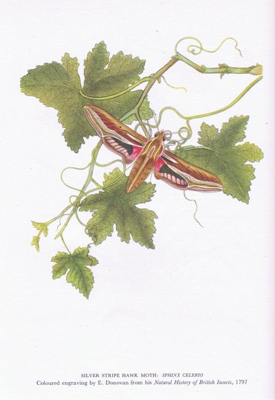 Silver Stripe Hawk Moth, Shinx Celerio, Nature in Britain, julkaisija Collins, 1946. tekijältä Edward Donovan
