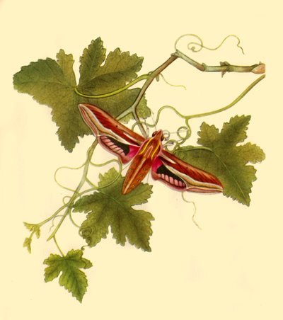 "Silver Stripe Hawk Moth: Sphinx celerio", 1797, 1945. tekijältä Edward Donovan