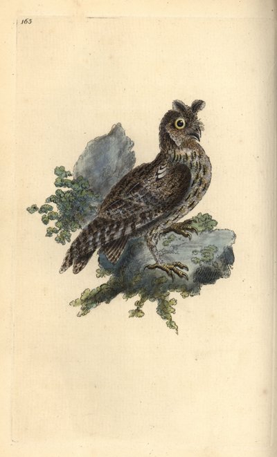 Pienempi kynä- tai siperianpöllö, Strix pulchella. (Scops pöllö, Otus scops?) Edward Donovanin piirtämä ja kaivertama käsinvärinen kuparilevy omasta "British Birds -luonnonhistoriastaan", Lontoossa tekijältä Edward Donovan