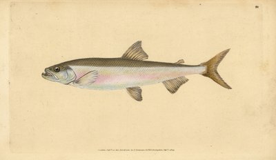 Kuore, Osmerus eperlanus (Salmo eperlanus). Käsinvärinen kuparilevy, jonka on piirtänyt ja kaivertanut Edward Donovan teoksestaan Natural History of British Fishes, Donovan and F.C. ja J. Rivington, Lontoo tekijältä Edward Donovan