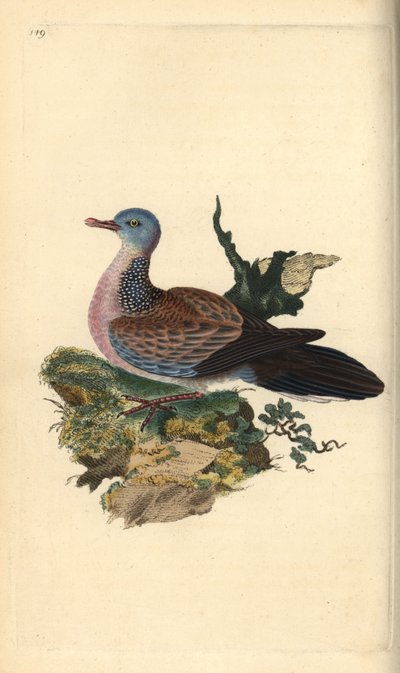Täpläkyyhky tai pancou, Spilopelia chinensis. Käsinvärinen kuparilevy, jonka on piirtänyt ja kaivertanut Edward Donovan omasta "British Birds -luonnonhistoriastaan", Lontoossa tekijältä Edward Donovan