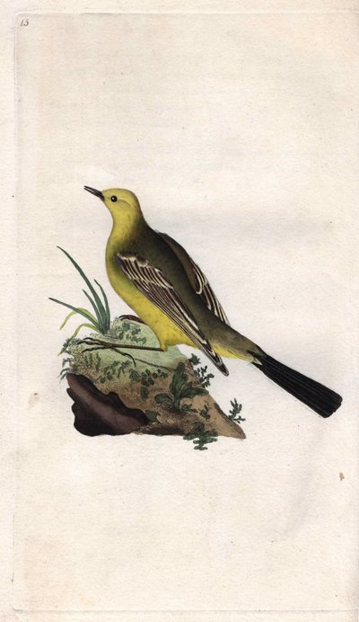 Kevät Vääräkäs. Motacilla flava. Edward Donovanin (1768-1837) kuparikaiverrus, julkaistu Natural History of British Birdsissä, Lontoossa tekijältä Edward Donovan