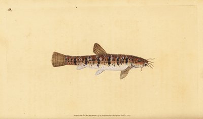 Kivisärki, Barbatula barbatula (Bearded loche, Cobitis barbatula). Edward Donovanin käsin piirtämä ja kaiverrettu kuparilevy teoksesta Natural History of British Fishes, Donovan and F.C. and J. Rivington, Lontoo. tekijältä Edward Donovan
