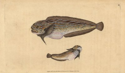 Raidallinen merietana, Liparis liparis liparis (Unctuous lumpsucker, Cyclopterus liparis). Käsinvärinen kuparilevy, jonka on piirtänyt ja kaivertanut Edward Donovan teoksestaan Natural History of British Fishes, Donovan and F.C. ja J. Rivington, Lontoo tekijältä Edward Donovan