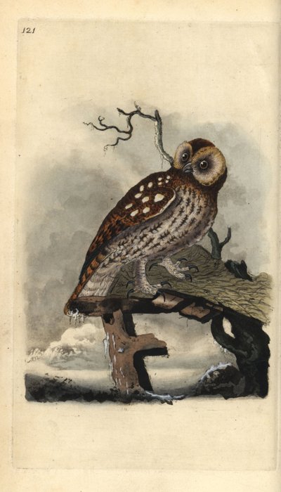 Tawny pöllö, Strix aluco. Käsinvärinen kuparilevy, jonka on piirtänyt ja kaivertanut Edward Donovan omasta "British Birds -luonnonhistoriastaan", Lontoossa tekijältä Edward Donovan