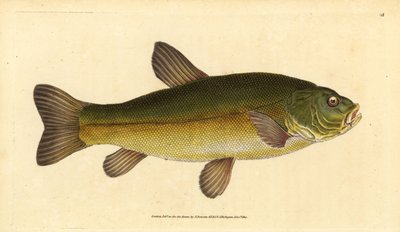 Suutari, Tinca tinca (Cyprinus tinca). Käsinvärinen kuparilevy, jonka on piirtänyt ja kaivertanut Edward Donovan teoksestaan Natural History of British Fishes, Donovan and F.C. ja J. Rivington, Lontoo tekijältä Edward Donovan