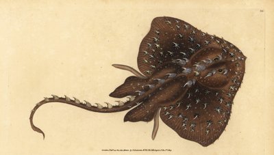 Thorny skate, Amblyraja radiata (Starry ray, Raja radiata). Haavoittuvainen. Käsinvärinen kuparilevy, jonka on piirtänyt ja kaivertanut Edward Donovan teoksestaan Natural History of British Fishes, Donovan and F.C. ja J. Rivington, Lontoo tekijältä Edward Donovan