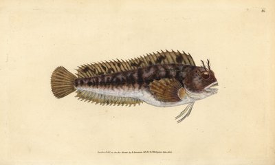 Tompot blenny, Parablennius gattorugine (Gattorugine, Blennius gattorugine). Käsinvärinen kuparilevy, jonka on piirtänyt ja kaivertanut Edward Donovan teoksestaan Natural History of British Fishes, Donovan and F.C. ja J. Rivington, Lontoo tekijältä Edward Donovan