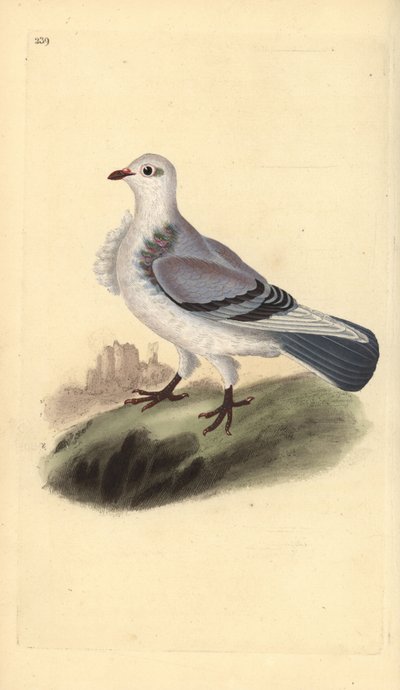Turbit kyyhkynen, Columba livia domestica var. turbita. Käsinvärinen kuparilevy, jonka on piirtänyt ja kaivertanut Edward Donovan omasta "British Birds -luonnonhistoriastaan", Lontoossa tekijältä Edward Donovan