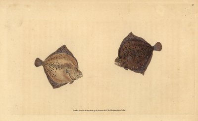 piikkikampela, Scophthalmus maximus (Cyclops flounder, Pleuronectes cyclops). Edward Donovanin käsin piirtämä ja kaiverrettu kuparilevy teoksesta Natural History of British Fishes, Donovan and F.C. and J. Rivington, Lontoo. tekijältä Edward Donovan