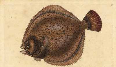 Piikkikampela, Scophthalmus maximus (Pleuronectes maximus). Käsinvärinen kuparilevy, jonka on piirtänyt ja kaivertanut Edward Donovan teoksestaan Natural History of British Fishes, Donovan and F.C. ja J. Rivington, Lontoo tekijältä Edward Donovan