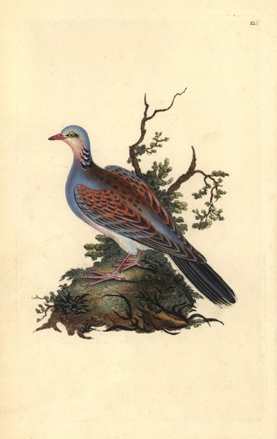 Turtle kyyhkynen, Streptopelia turtur. Käsinvärinen kuparilevy, jonka on piirtänyt ja kaivertanut Edward Donovan omasta "Britannian lintujen luonnonhistoriasta" (1794-1819). Edward Donovan (1768-1837) oli englantilais-irlantilainen amatöörieläintieteilijä, tekijältä Edward Donovan