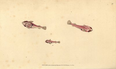 Kaksipilkkukala, Diplecogaster bimaculata bimaculata (Bimaculated tikkari, Cyclopterus bimaculatus). Käsinvärinen kuparilevy, jonka on piirtänyt ja kaivertanut Edward Donovan teoksestaan Natural History of British Fishes, Donovan and F.C. ja J. Rivington,  tekijältä Edward Donovan