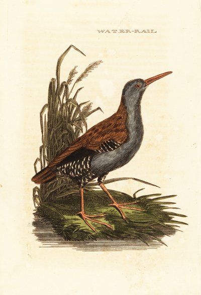 Vesikisko, Rallus aquaticus tekijältä Edward Donovan