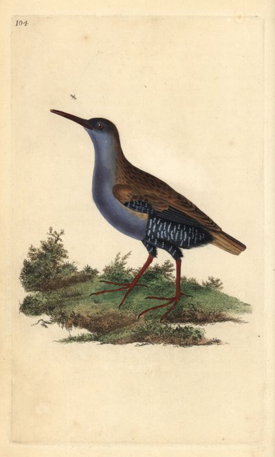 Vesikisko, Rallus aquaticus. Käsinvärinen kuparilevy, jonka on piirtänyt ja kaivertanut Edward Donovan omasta "British Birds -luonnonhistoriastaan", Lontoossa tekijältä Edward Donovan