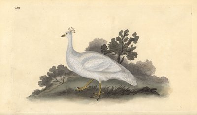 Valkohärkälintu (naaras), Pavo cristatus. Edward Donovanin käsin piirtämä ja kaiverrettu kuparilevy omasta "Natural History of British Birds" -teoksestaan, Lontoo. tekijältä Edward Donovan