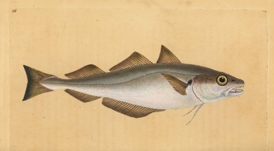 Valkoturska, Merlangius merlangus (Gadus merlangus). Käsinvärinen kuparilevy, jonka on piirtänyt ja kaivertanut Edward Donovan teoksestaan Natural History of British Fishes, Donovan and F.C. ja J. Rivington, Lontoo tekijältä Edward Donovan