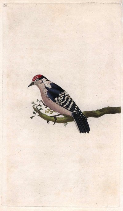 Tikka. Dendrocopos minor (Picus minor). Edward Donovanin (1768-1837) kuparikaiverrus, julkaistu Natural History of British Birdsissa, Lontoossa tekijältä Edward Donovan
