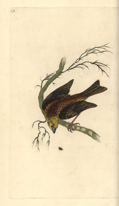 Keltainen vasara, Emberiza citrinella. Käsinvärinen kuparilevy, jonka on piirtänyt ja kaivertanut Edward Donovan omasta "British Birds -luonnonhistoriastaan", Lontoossa tekijältä Edward Donovan