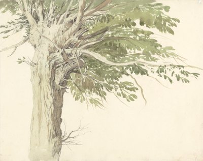 Tutkimus pollared Tree - paju tekijältä Edward Duncan