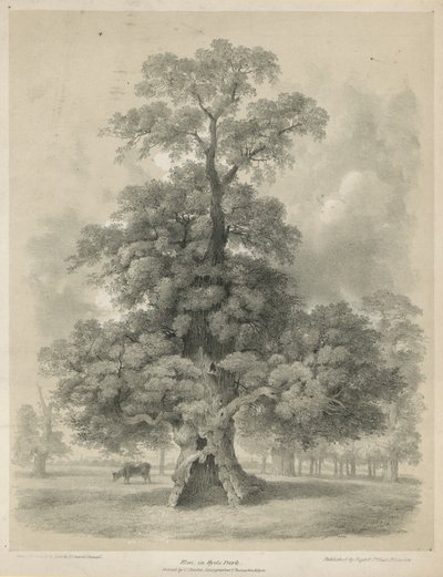 Elm Hyde Parkissa Lontoossa tekijältä Edward Hassell