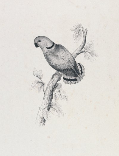 (Swindernin papukaija) (kuva 42) tekijältä Edward Lear