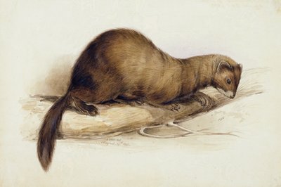 Lumikko tekijältä Edward Lear