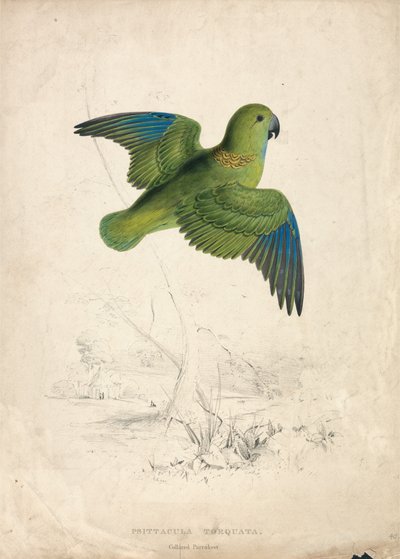 Kauluspapukaija (kuva 40) tekijältä Edward Lear