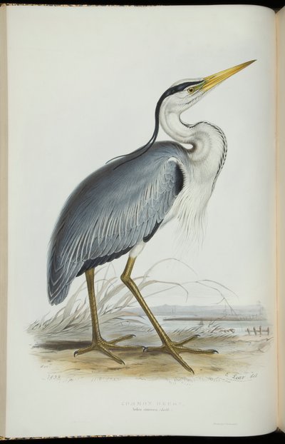 Common Heron, John Gouldin "Euroopan linnuista". tekijältä Edward Lear