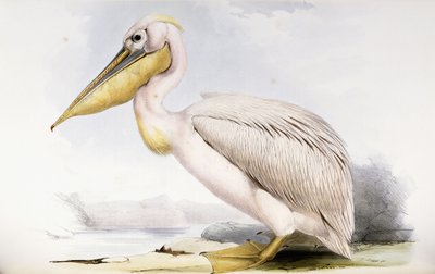 Suuri valkoinen pelikaani tekijältä Edward Lear