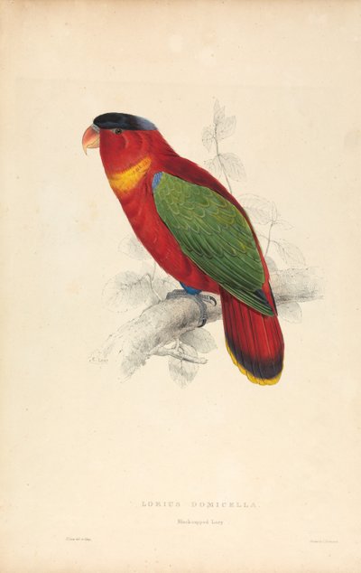 Lorius Domicella / Mustakruunulori (kuva 37) tekijältä Edward Lear