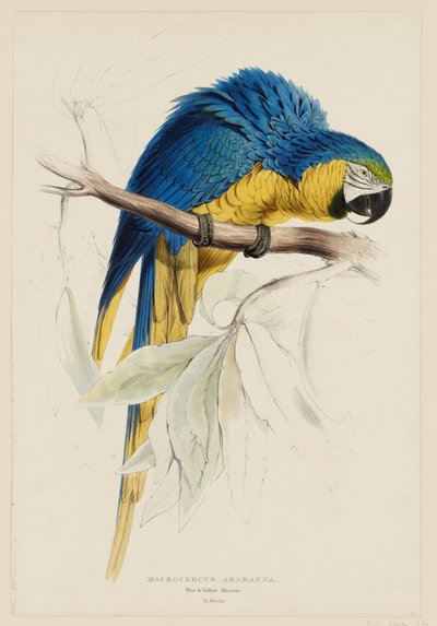Macrocercus ararauna.  Sinikeltainen ara. tekijältä Edward Lear