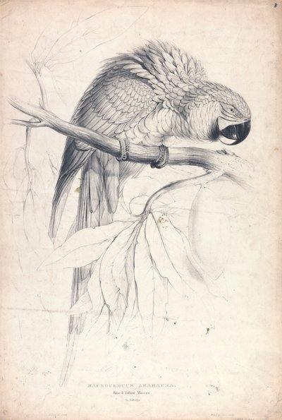 Macrocerus Ararauna / Sinikeltainen ara / 2/3 luonnollisesta koosta (kuva 8) tekijältä Edward Lear