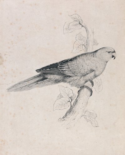 Tyynenmeren papukaija (kuva 26) tekijältä Edward Lear